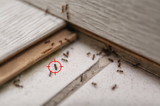 Best Mosquito Control Services  in Nazareth College, NY